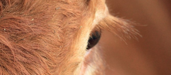 La tuberculose bovine