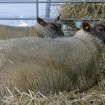 Le Roussin de la Hague
