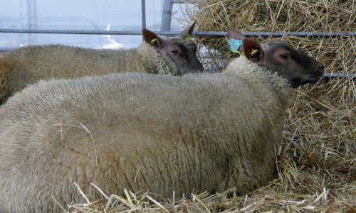 Le Roussin de la Hague