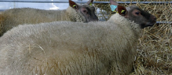 Le Roussin de la Hague