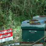 Des ruches à la ferme ? Pourquoi pas !
