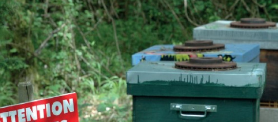 Des ruches à la ferme ? Pourquoi pas !