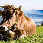 Producteurs de lait, bienvenue en bio !