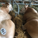 "NYANGA" : blonde picto-charentaise lauréate de la catégorie des femelles de 1 à 2 ans/A du concours Aquitanima 2018