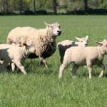 Anti-parasitaires externes  et bonnes pratiques d’utilisation