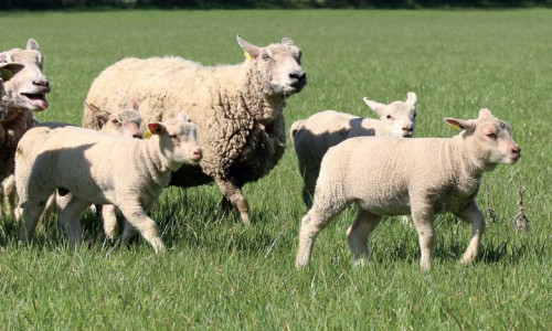 Anti-parasitaires externes  et bonnes pratiques d’utilisation