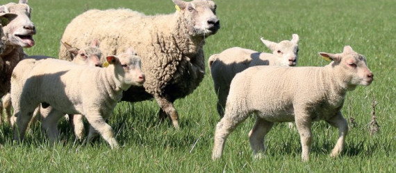 Anti-parasitaires externes  et bonnes pratiques d’utilisation