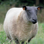 Mouton Bleu du Maine - Race d'herbage
