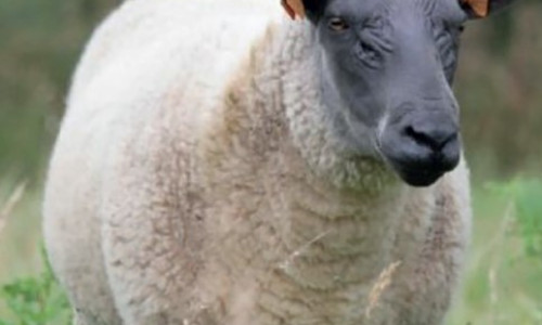Mouton Bleu du Maine - Race d'herbage