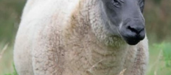 Mouton Bleu du Maine - Race d'herbage