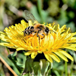 La Région Nouvelle Aquitaine lance un plan « abeilles » :  700 000 € pour venir en aide aux apiculteurs