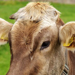 Les soutiens à la production animale : les montants 2018 publiés