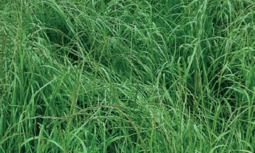 Le Ray-grass d’Italie, idéal en interculture et en dérobé