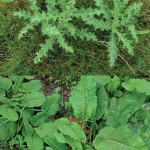 La lutte contre  les chardons et les rumex dans les prairies