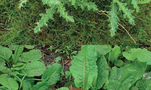 La lutte contre  les chardons et les rumex dans les prairies