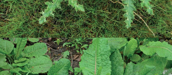 La lutte contre  les chardons et les rumex dans les prairies