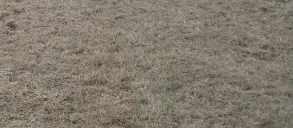 Surfaces prairiales :  comment optimiser leur exploitation Les différentes méthodes de ressemis des prairies