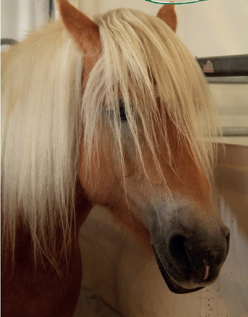 Soins  courants aux chevaux
