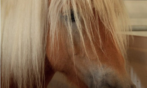 Soins  courants aux chevaux