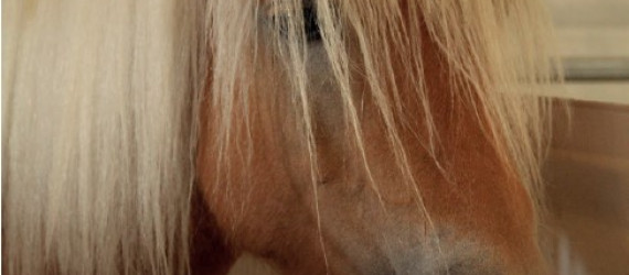 Soins  courants aux chevaux
