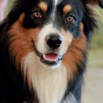 Les zoonoses  dues aux parasites internes du chien