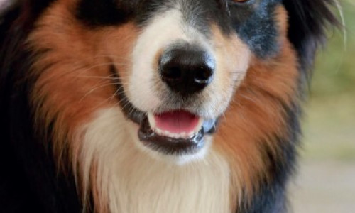 Les zoonoses  dues aux parasites internes du chien