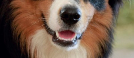 Les zoonoses  dues aux parasites internes du chien