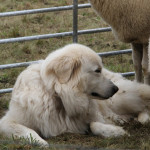 Un réseau national technique sur les chiens de protection