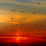 Programme  “Des terres et des ailes”