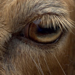 Maladies des yeux : affection bénigne, grave ou génétique à chacune son traitement