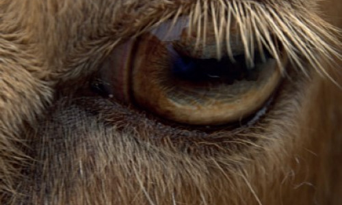 Maladies des yeux : affection bénigne, grave ou génétique à chacune son traitement