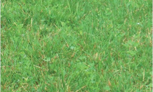 Surfaces prairiales :  comment optimiser leur exploitation ? Le trèfle blanc :  véritable moteur  des prairies