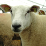 Les aides ovine et caprine modifiées