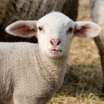 Aides Ovine : la FNO obtient la réintroduction de la majoration Nouveau Producteurs