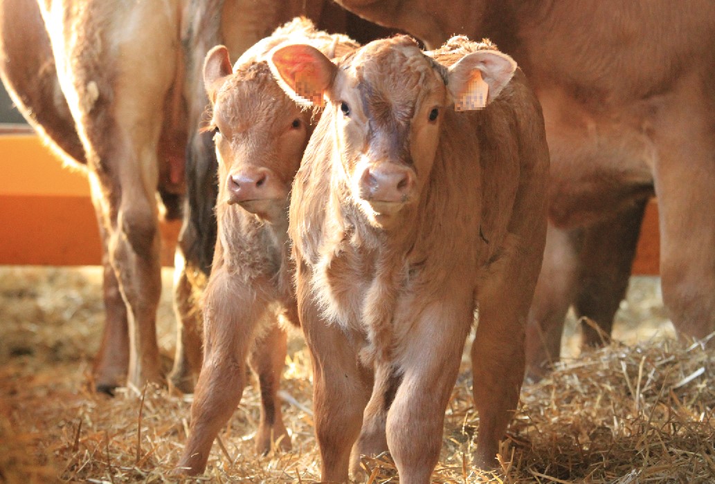 Diarrhées néonatales des ruminants