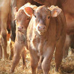 Diarrhées néonatales des ruminants