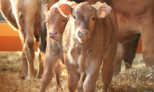 Diarrhées néonatales des ruminants