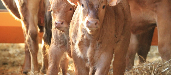 Diarrhées néonatales des ruminants