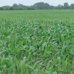 Comment choisir ses variétés  de maïs fourrage 2019  ?