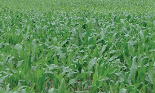 Comment choisir ses variétés  de maïs fourrage 2019  ?