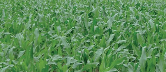 Comment choisir ses variétés  de maïs fourrage 2019  ?