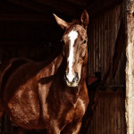 Equi-ressources lance son site en anglais