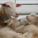 Affections respiratoires des jeunes ruminants