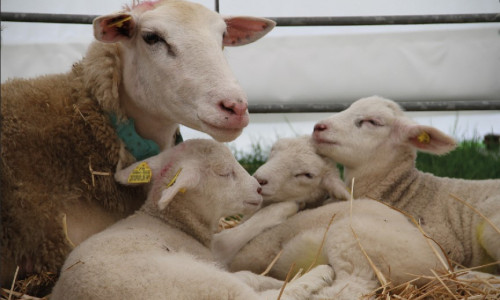 Affections respiratoires des jeunes ruminants