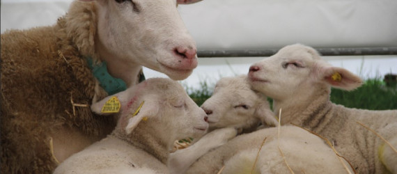 Affections respiratoires des jeunes ruminants