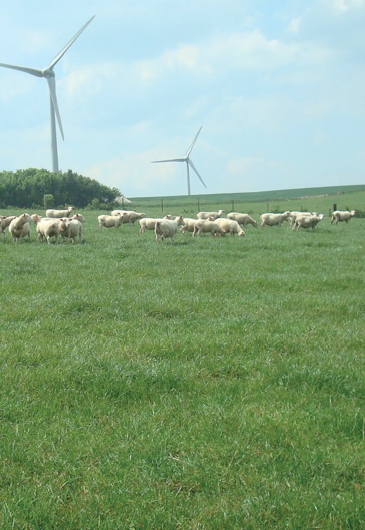 Surfaces prairiales :  comment optimiser leur exploitation. Comment optimiser les prairies  pour les ovins