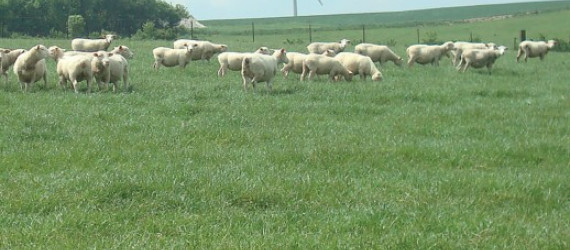 Surfaces prairiales :  comment optimiser leur exploitation. Comment optimiser les prairies  pour les ovins