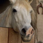 L’enrichissement du milieu de vie  des chevaux
