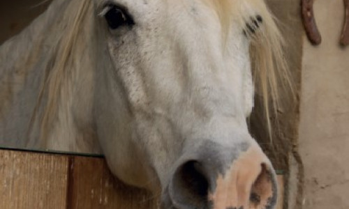 L’enrichissement du milieu de vie  des chevaux