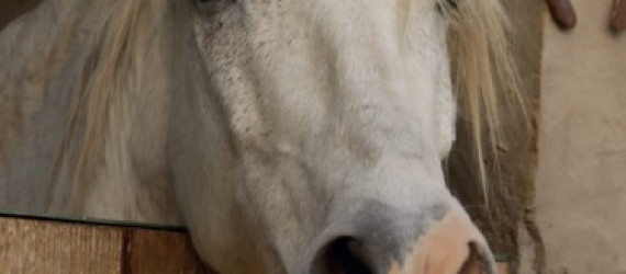 L’enrichissement du milieu de vie  des chevaux